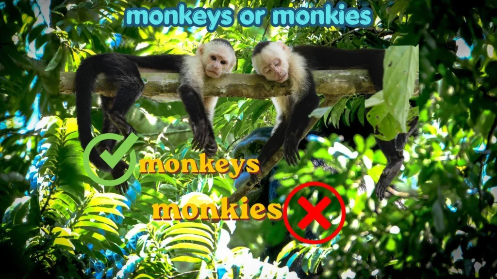 monkeys or monkies